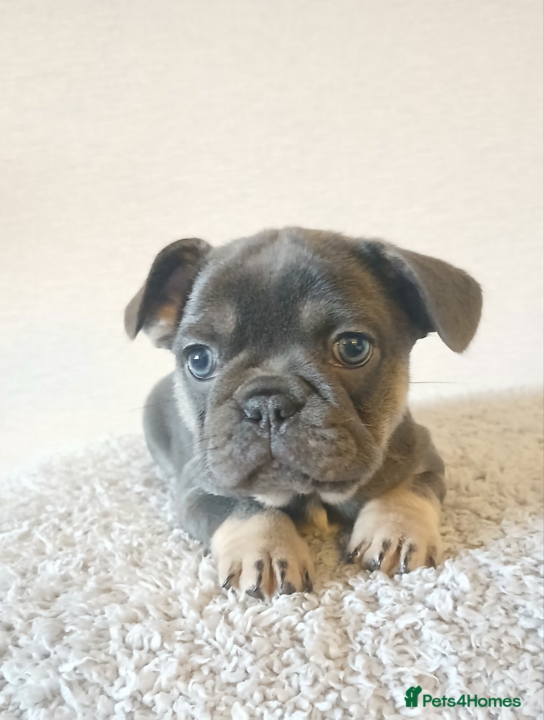 French Bulldog dogs for sale: French Bulldog Merles carrying fluffy ready to go. - Advert 5