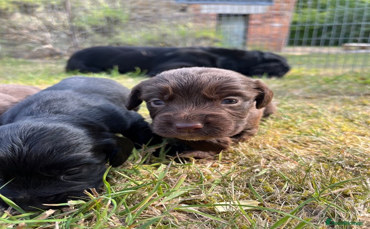 Cocker Spaniel dogs - Advert 4
