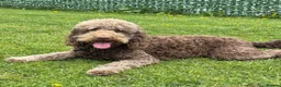 Labradoodle dogs for sale: Multi generation chocolate labradoodle puppies  - Advert 12