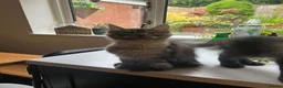 Maine Coon cats for sale: GCCF Maine coon boys ready now - Advert 6