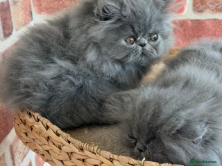 Persian cats - Advert 9