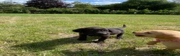 Labrador Retriever dogs for sale: Labrador puppies in Sittingbourne - Advert 13