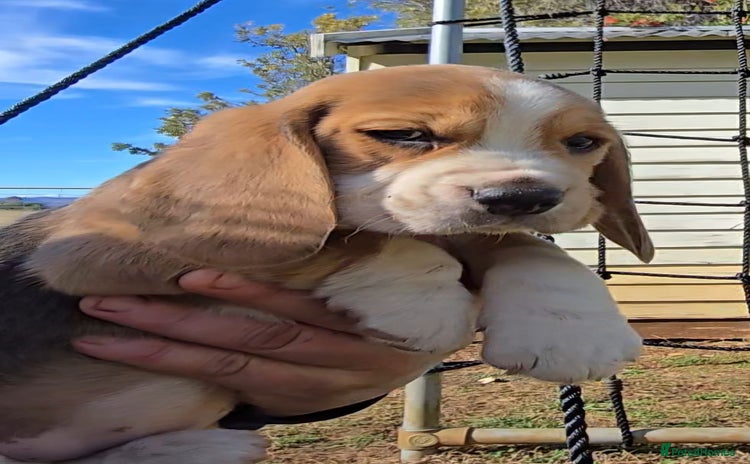 Beagle dogs - Advert 2