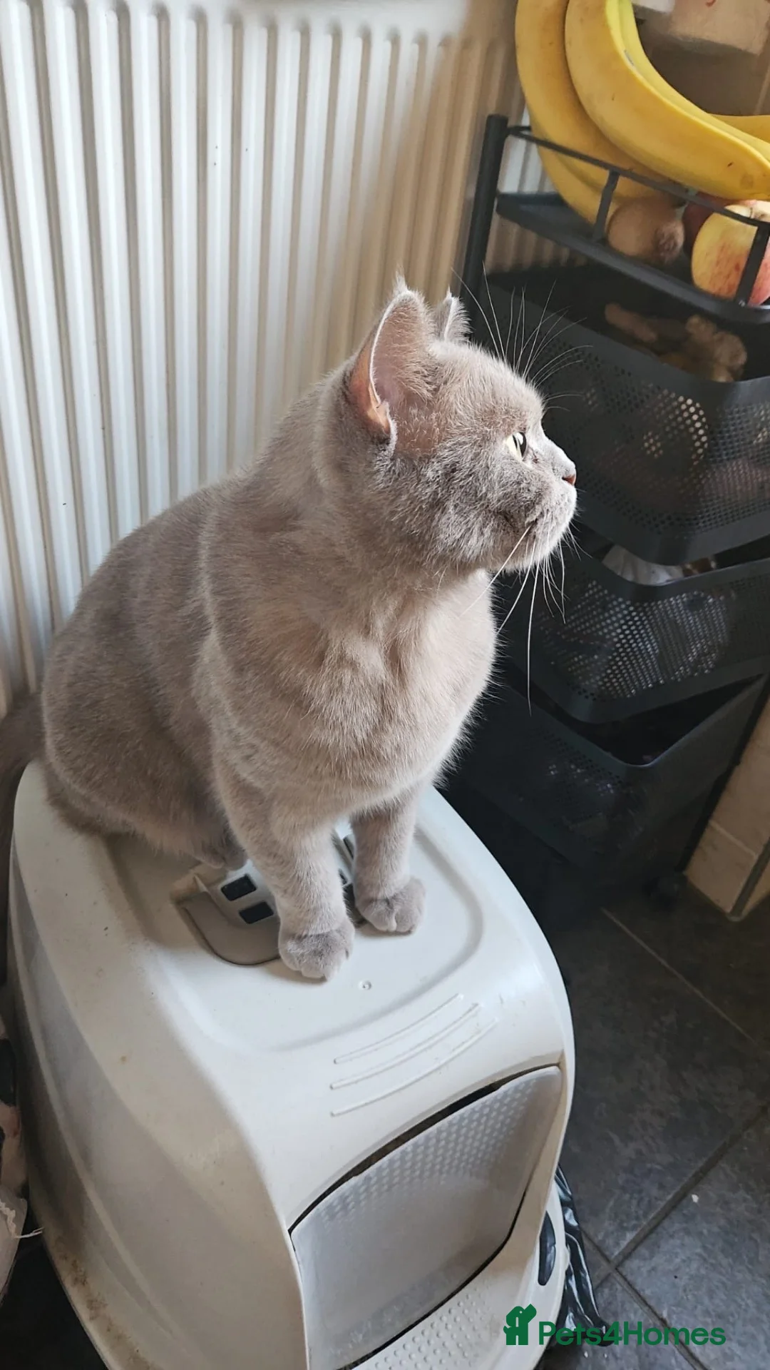 British Shorthair cats for sale: Fully Trained British Shorthair - Advert 2