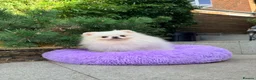 Pomeranian dogs for sale: SUPER TINY WHITE POMERANIAN BOY - Advert 15