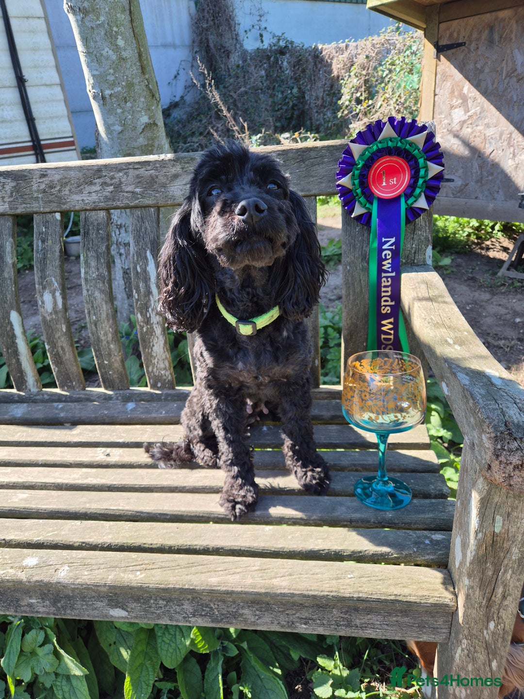 Cavapoo dogs for sale: Ready now - Gorgeous red Cavapoo girl - Advert 7