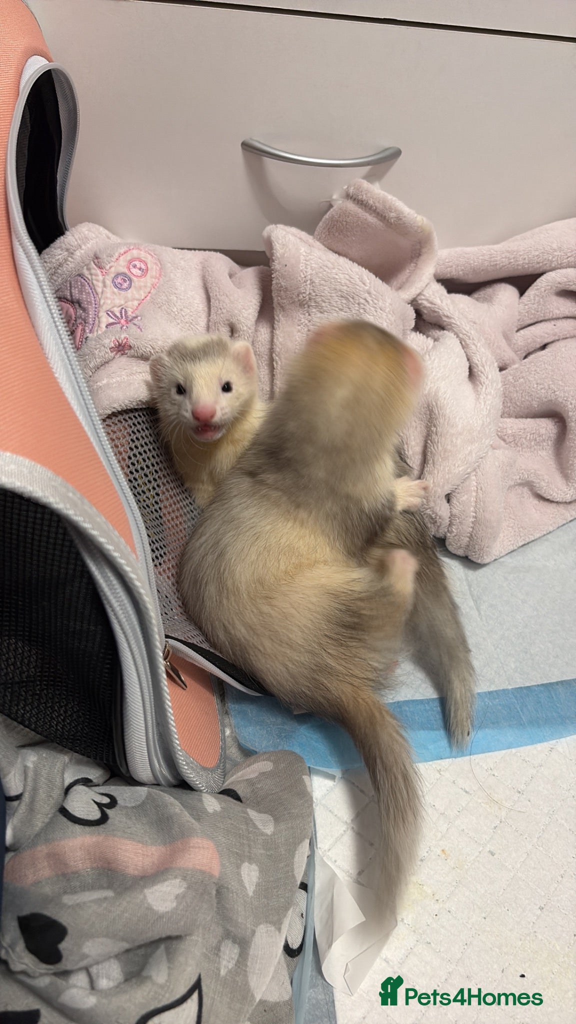Ferret rodents 2x 10 week old ferrets for sale  - Advert 1