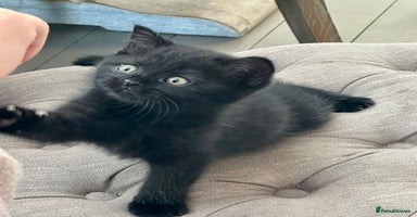 Mixed Breed cats - Advert 12