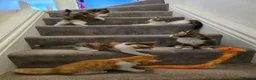 Domestic Shorthair cats for sale: Kittens looking for new home in Stafford - Advert 14