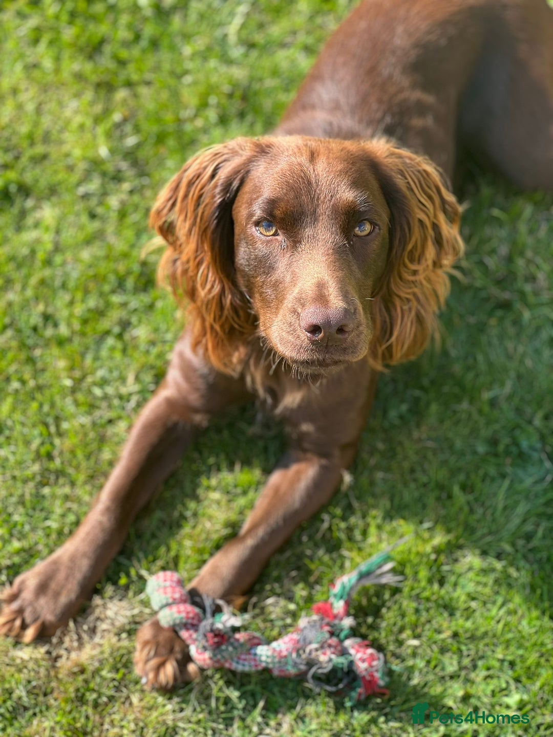 Cocker Spaniel dogs for sale: Purebred Cocker Spaniel,2 years old  - Advert 4