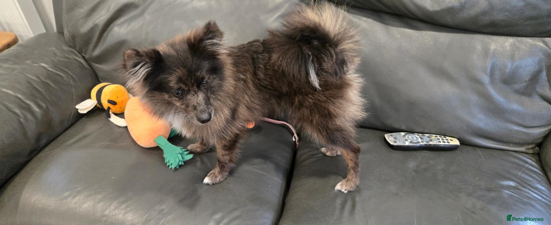 Pomeranian dogs for sale: Rex male pomeranian  - Advert 1