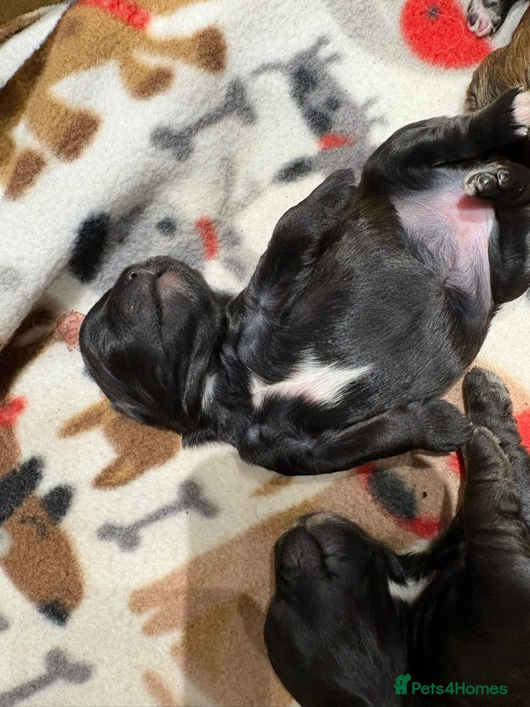 Shihpoo dogs for sale: BEAUTIFUL SHIHPOO PUPPIES - Advert 14