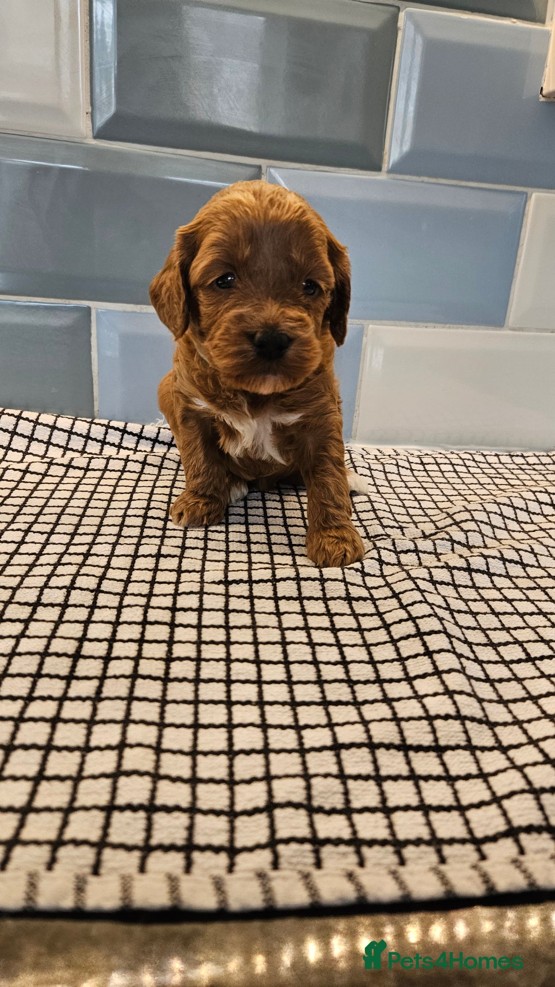 Cockapoo dogs for sale: Beautiful PRA F1B puppies - Image 29