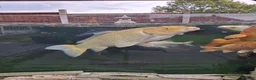 Koi Carp fish for sale: Koi carp all different for sale in Stoke-on-Trent - Advert 3