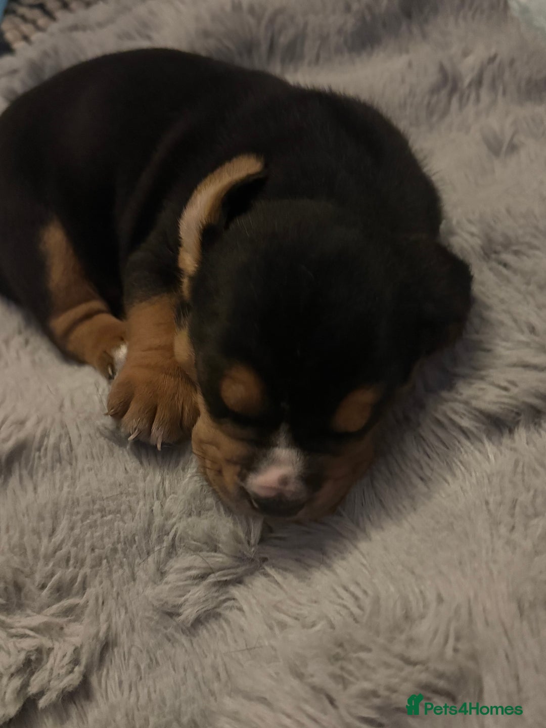 Mixed Breed dogs for sale: Bully Basset’s ( Bull dog x Bassett Hound)  - Advert 6