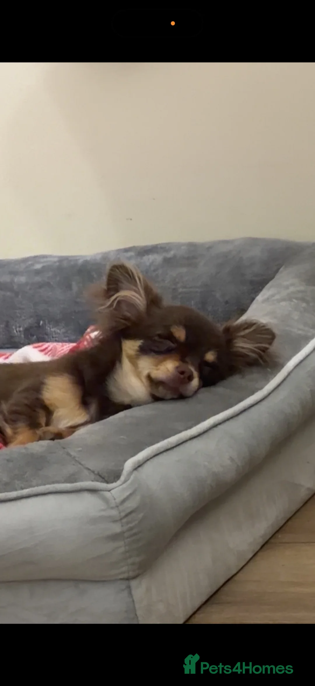 Chihuahua dogs for sale: **7 MONTHS OLD FEMALE CHIHUAHUA** - Advert 13