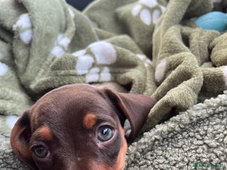 Miniature Dachshund dogs Mini puppy dachshund - Advert 1