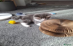 Maine Coon cats for sale: Beautiful Grey/White Part Maine Coon Kitten - Image 11