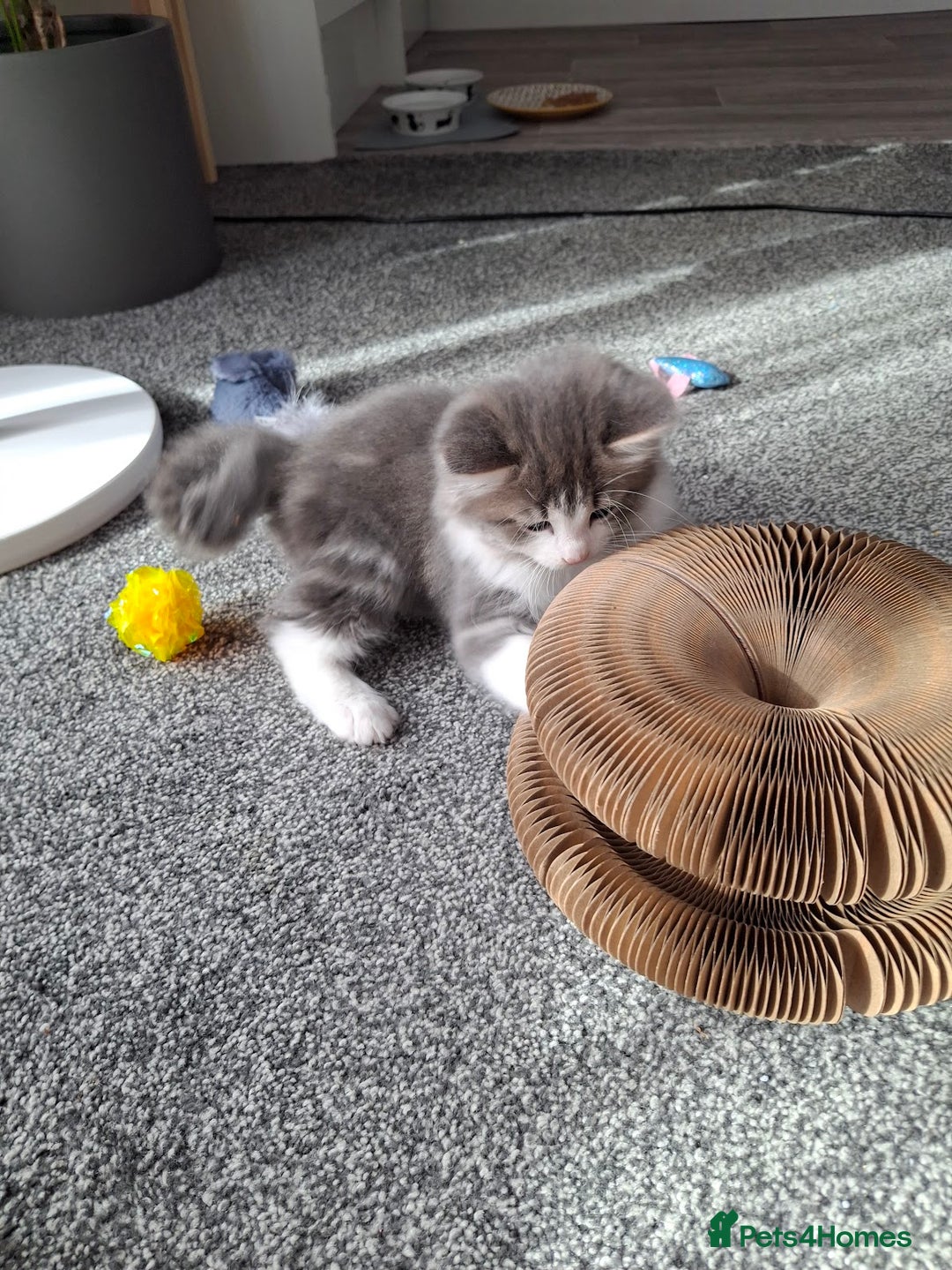 Maine Coon cats for sale: Beautiful Grey/White Part Maine Coon Kitten - Image 11