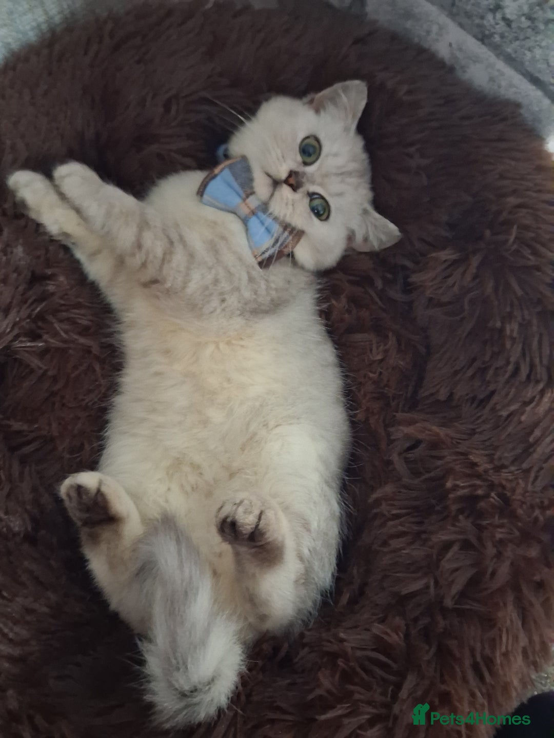 Exotic cats for sale: Persian c british shorthair  - Image 1