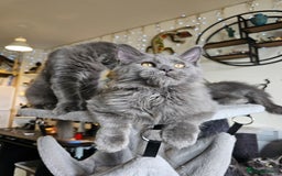 Maine Coon cats for sale: 🔥*Stunning Litter of 8💎Solid Blue Maine Coon*🔥  - Image 5