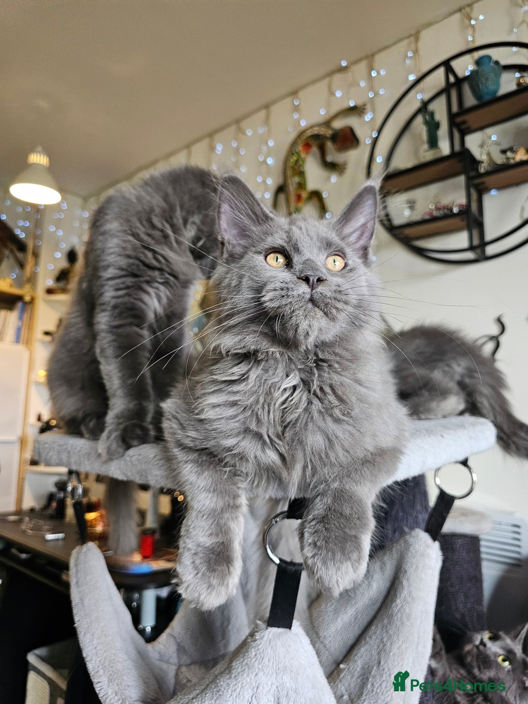 Maine Coon cats for sale: 🔥*Stunning Litter of 8💎Solid Blue Maine Coon*🔥  - Image 5