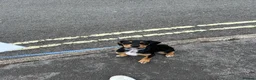 Mixed Breed dogs for sale: Walter - Advert 21