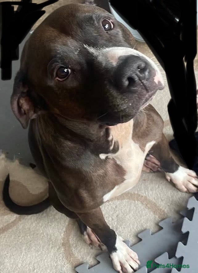Mixed Breed dogs Penny 4 years old - Advert 1