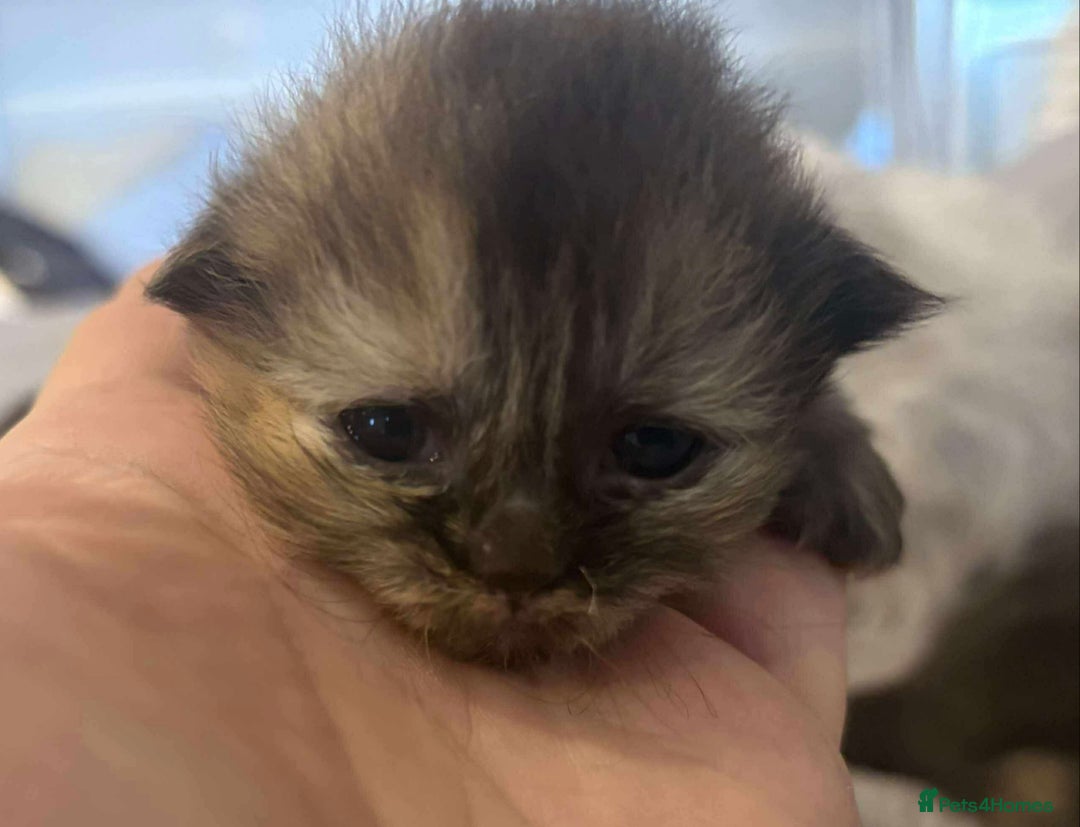 Persian cats for sale: Stunning litter of five female Perdolls - Advert 2