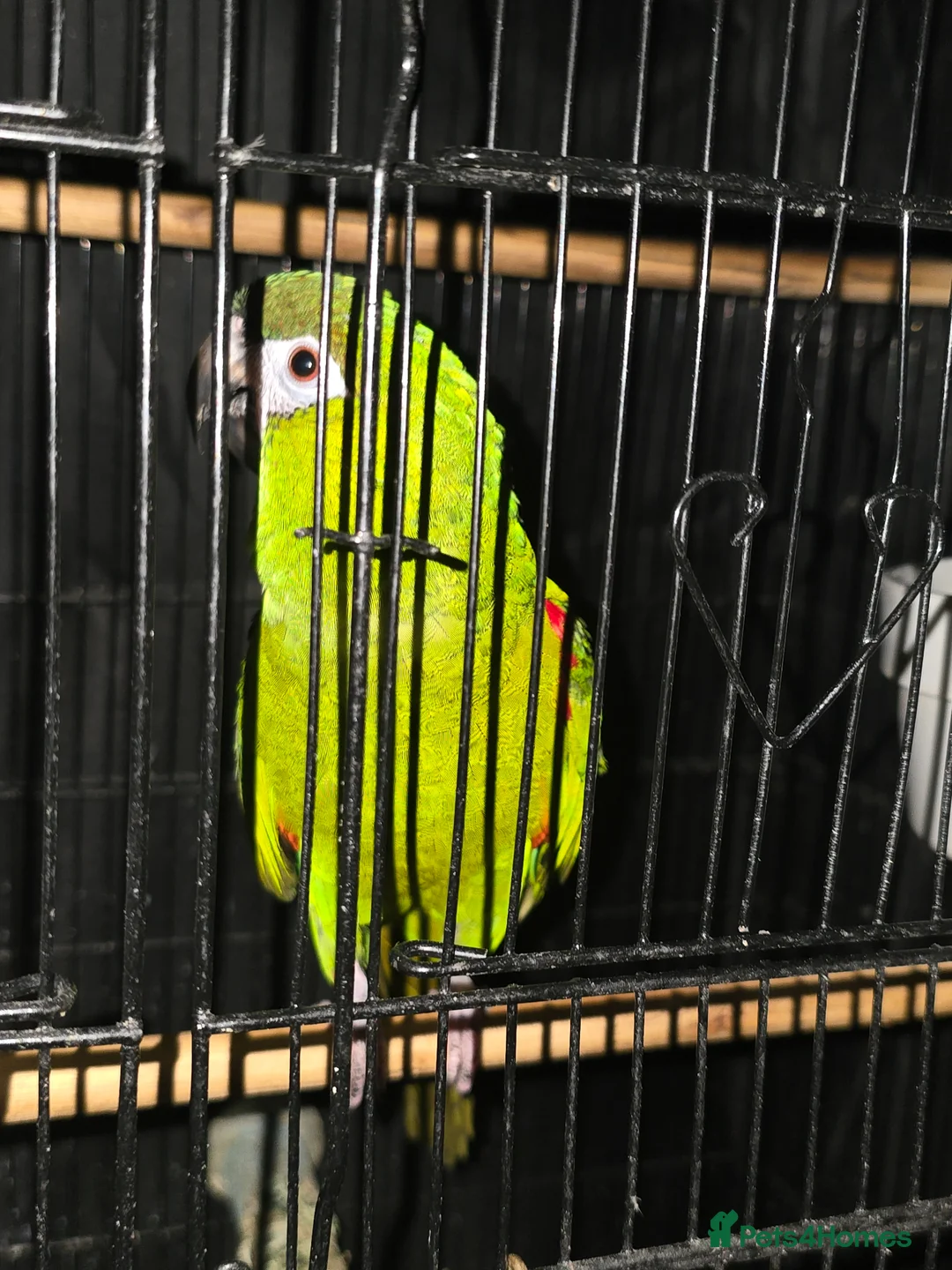 Macaws birds for sale: Hahns Macaw.5 years old. Tame - Advert 6