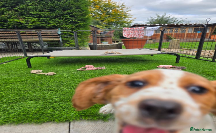 Sprocker dogs - Advert 7
