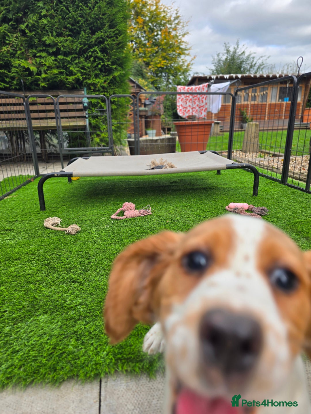 Sprocker dogs for sale: Hendrix the male sprocker available. - Image 2