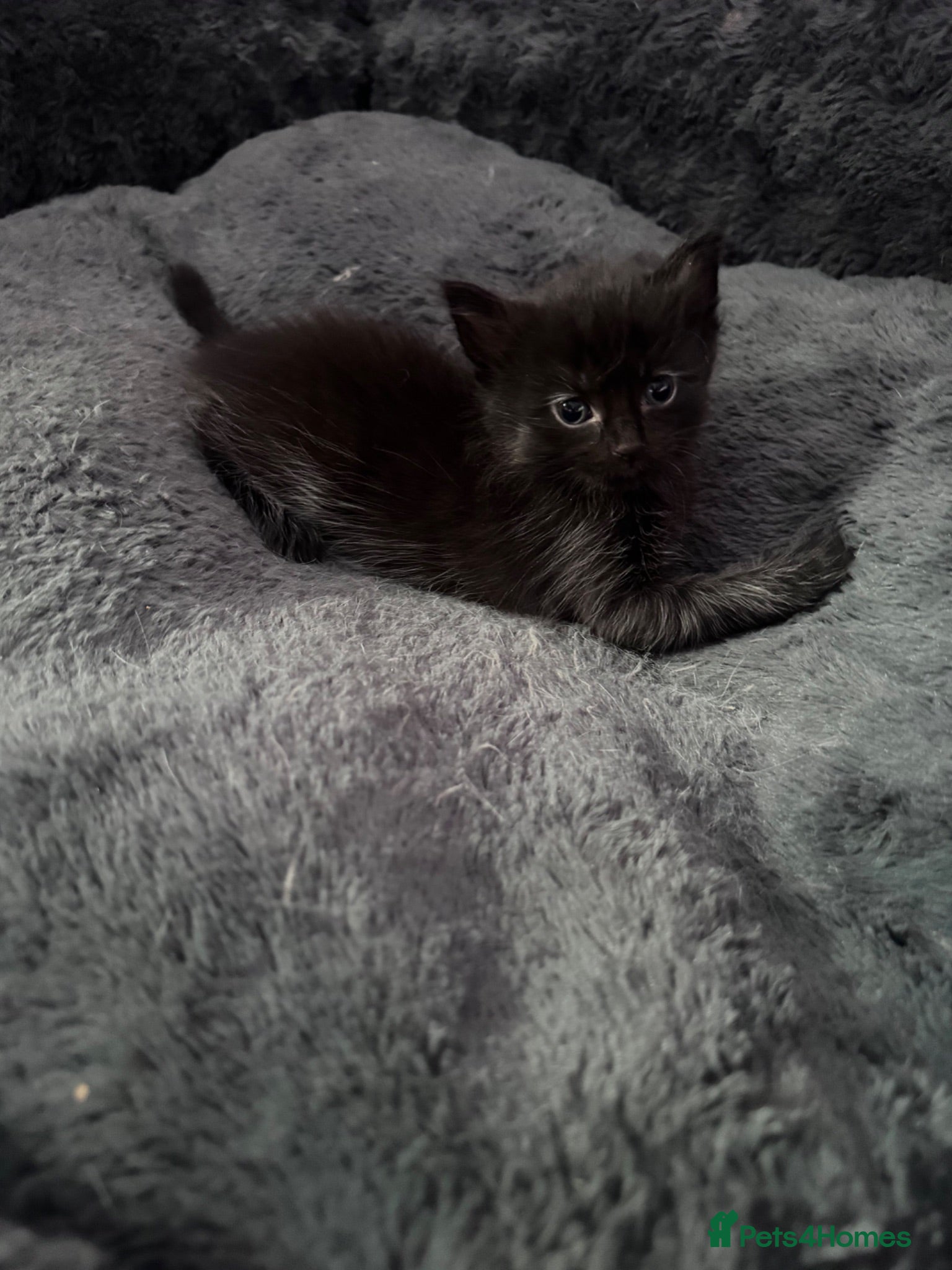 Mixed Breed cats Beautiful kittens  - Advert 3