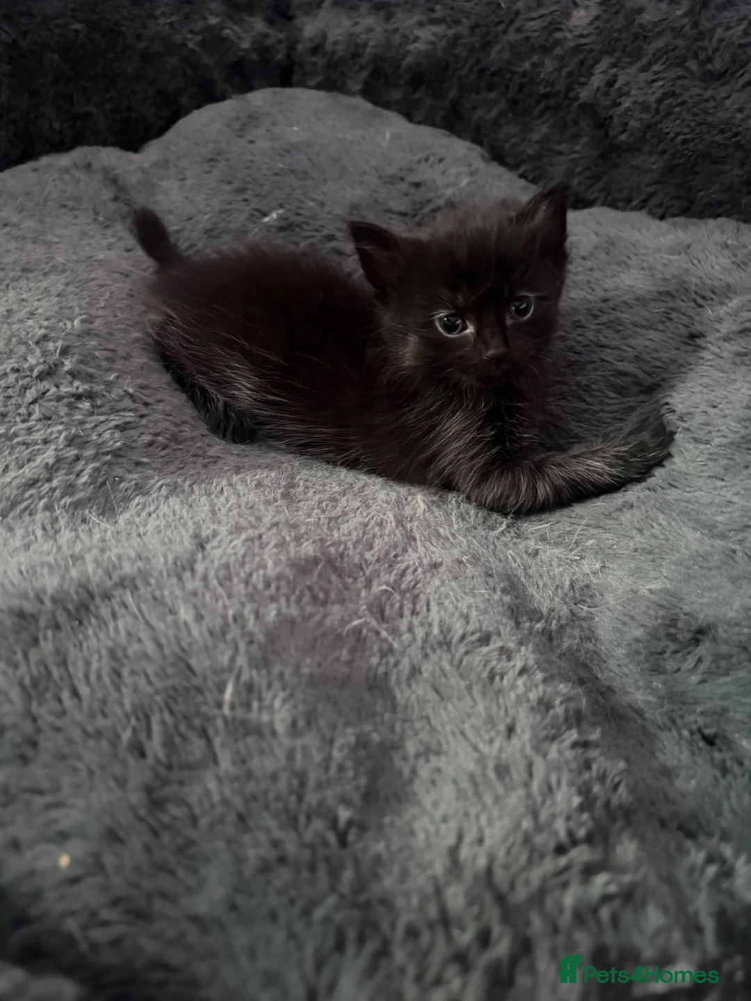 Mixed Breed cats for sale: Beautiful kittens  - Advert 1