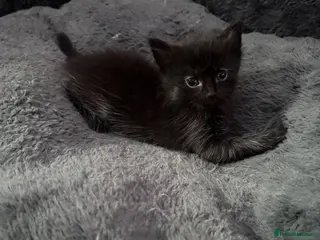 Mixed Breed cats Beautiful kittens - Advert 1
