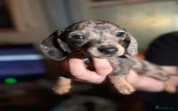 Miniature Dachshund dogs for sale: 🌟ONE LEFT🌟 Beautiful mini Dachshund puppies 🥰 - Image 4