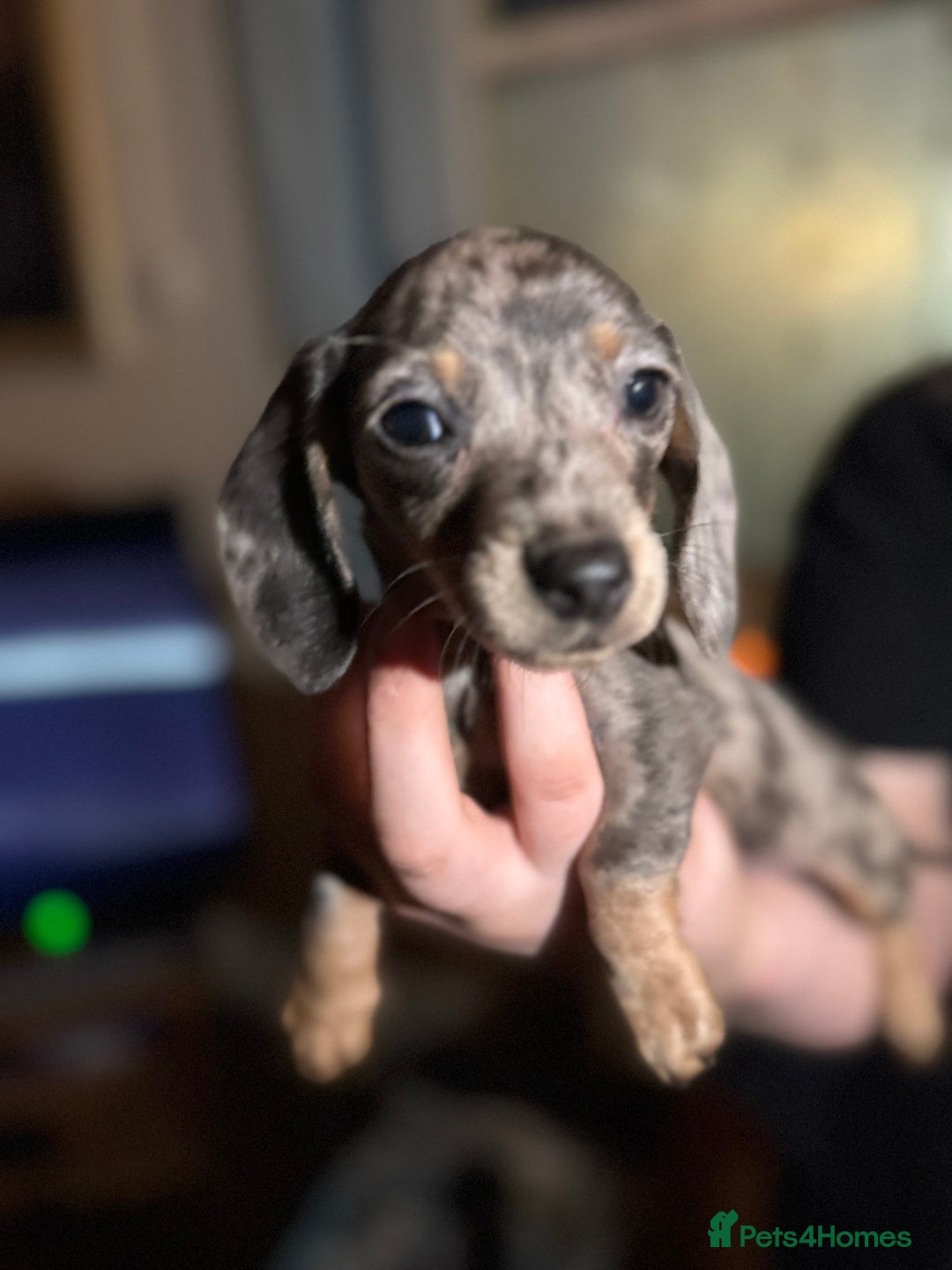 Miniature Dachshund dogs for sale: 🌟ONE LEFT🌟 Beautiful mini Dachshund puppies 🥰 - Image 4