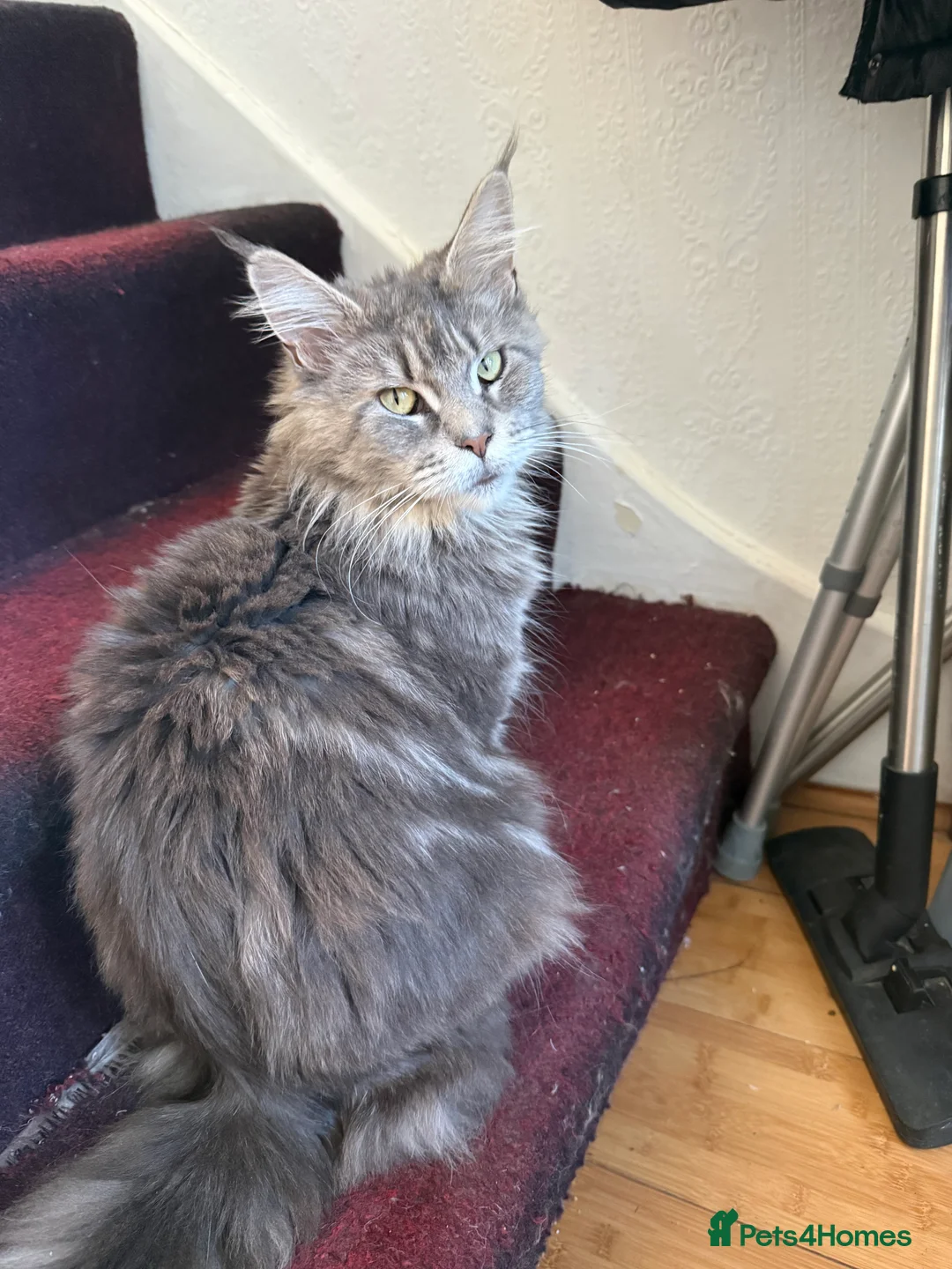 Maine Coon cats for sale: last girl and boy available - Advert 1