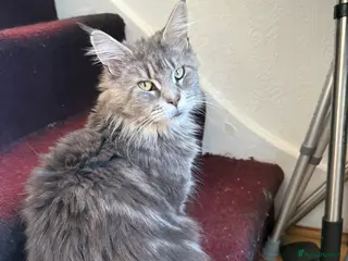 Maine Coon cats last girl and boy available - Advert 2