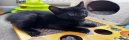 Mixed Breed cats for sale: Adorable bengal&tabby mix kittens  - Advert 20