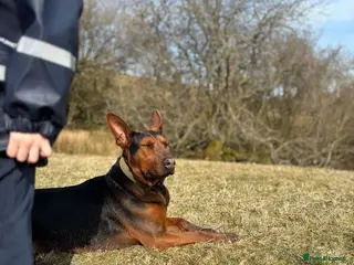 Chinese Red Dog dogs Female Chinese red dog - Advert 3