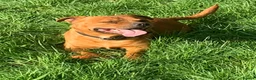Staffordshire Bull Terrier dogs for stud: For stud- Red Staffordshire bull terrier in Telford - Advert 6