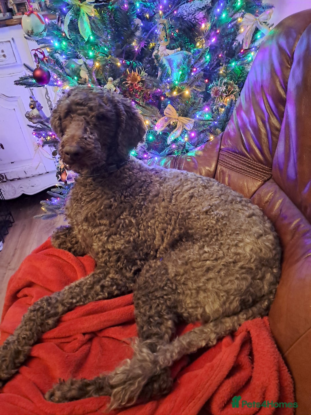 Labradoodle dogs for sale: Curly Coated Hypo-Allergenic Labradoodle Puppies   - Image 16