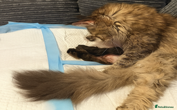 Maine Coon cats for sale: Stunning Maine Coon kittens - Image 14