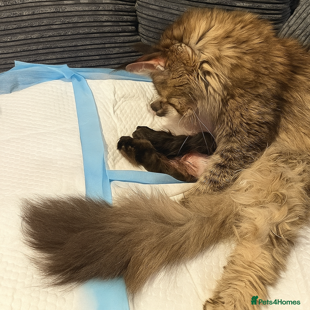 Maine Coon cats for sale: Stunning Maine Coon kittens - Image 14