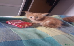 Maine Coon cats for sale: Maicoon XL - Image 15