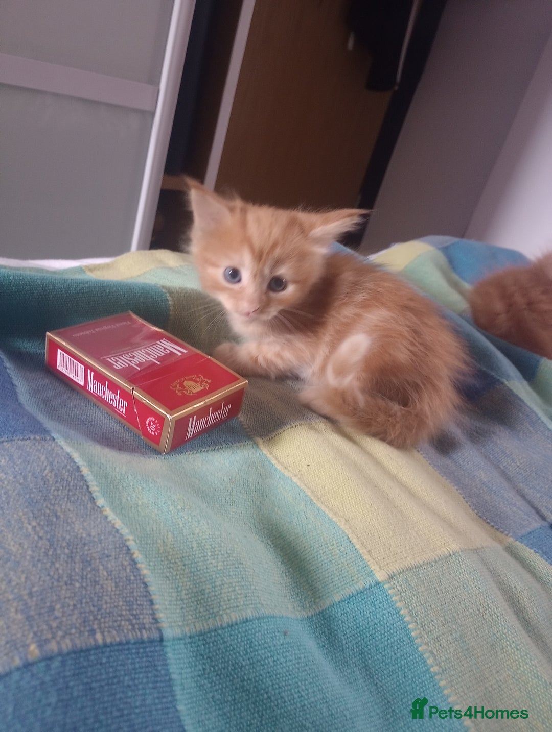 Maine Coon cats for sale: Maicoon XL - Image 15