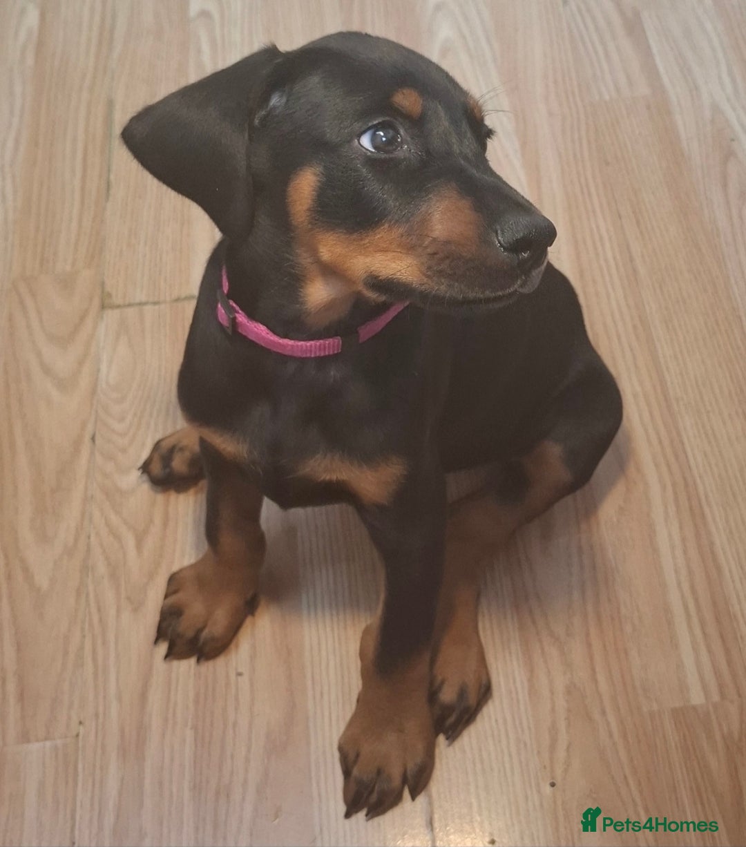 Dobermann dogs for sale: Beautiful Doberman puppies 3 boys 3 girls for sale - Image 18