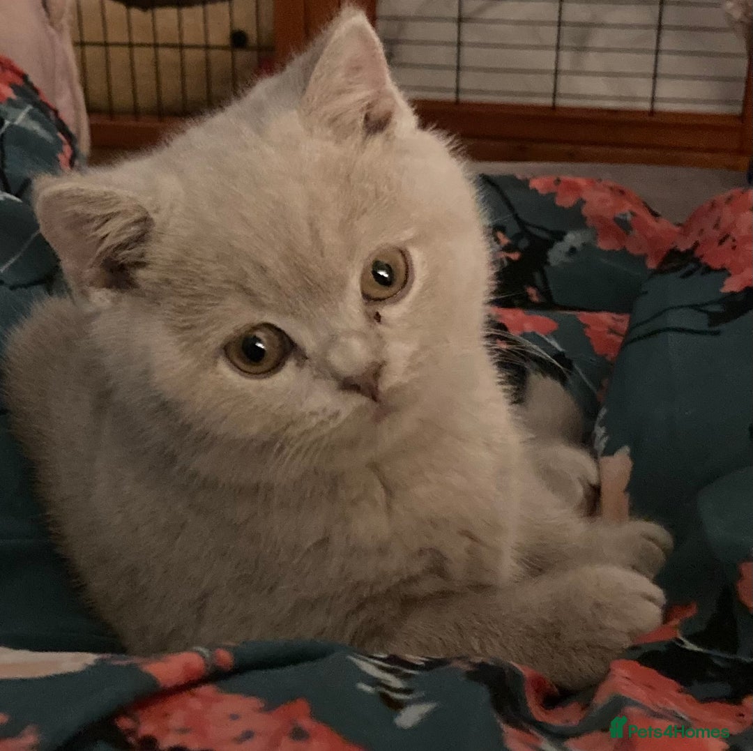 British Shorthair cats for sale: Stunning Lilac Boy available - Advert 1