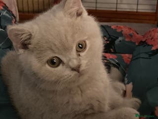 British Shorthair cats Stunning Lilac Boy available - Advert 15